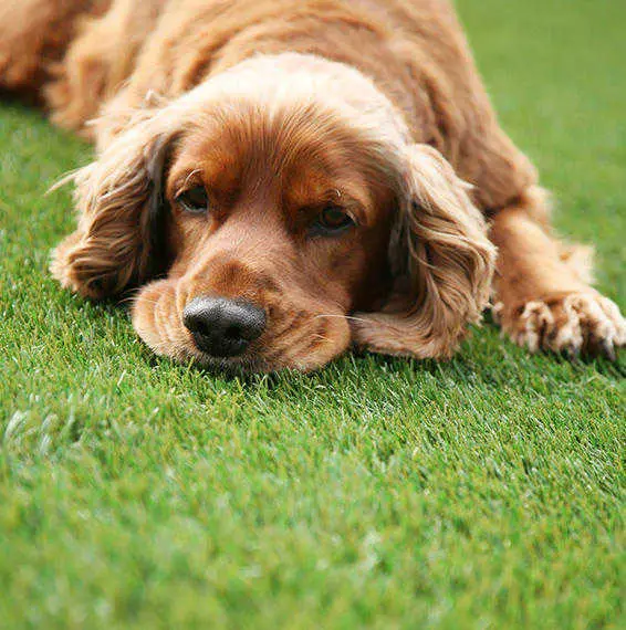 Perro recostado sobre césped artificial